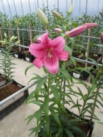 [1765 Etosha VH No02.JPG]